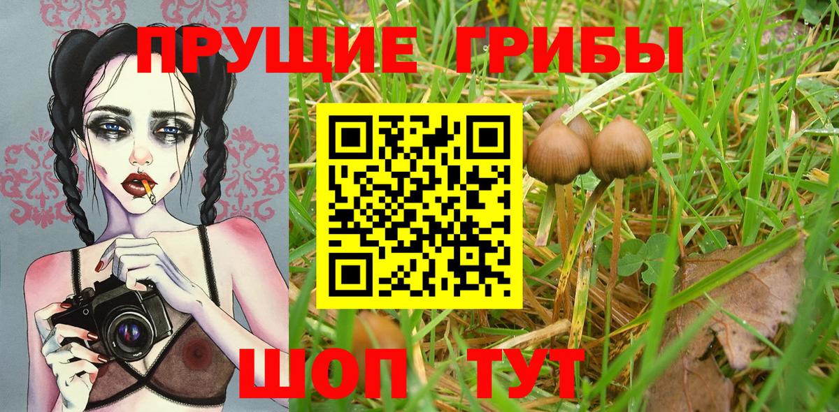 Кубинка  Псилоцибиновые грибы Psilocybine cubensis  Вход с VPN 