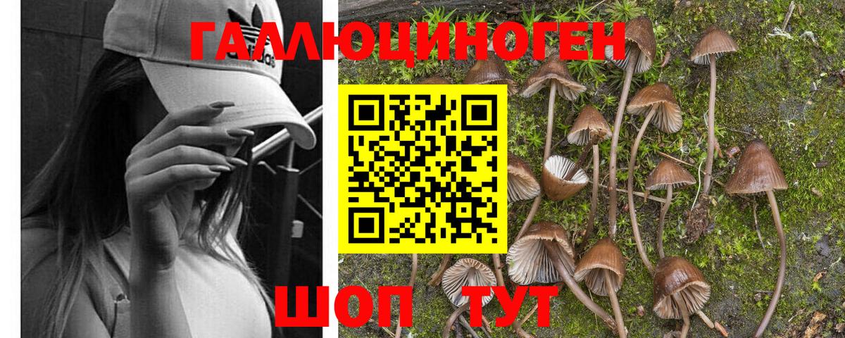 Псилоцибиновые грибы Cubensis Кубинка